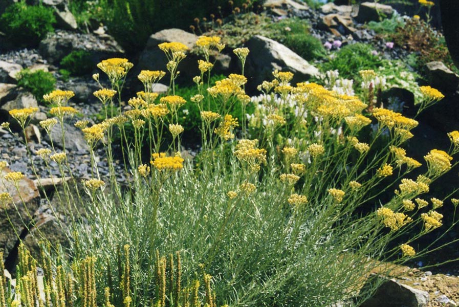 Helichrysum italicum en fleurs dans un maquis ensoleillé du pourtour méditerranéen